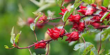 Kelopak Bunga Rosella Sebagai Alternatif Antioksidan Alami
